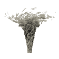 Tornado + Burp